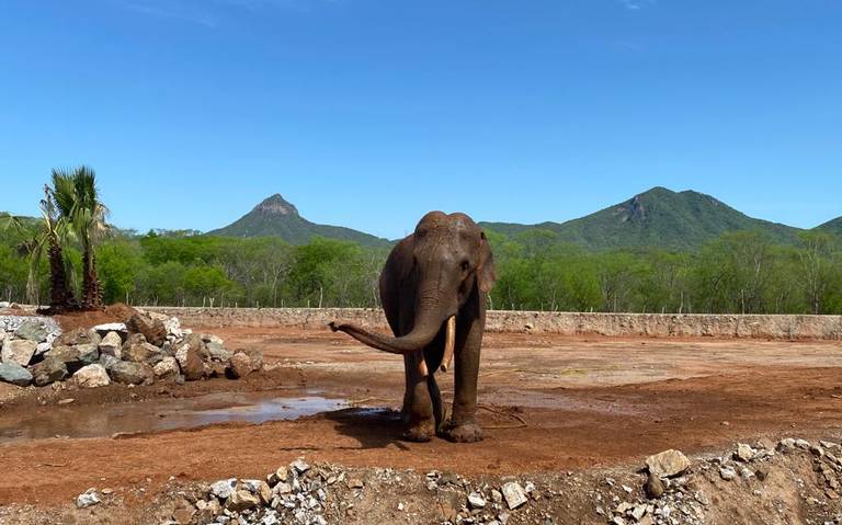 elefante-big-boy