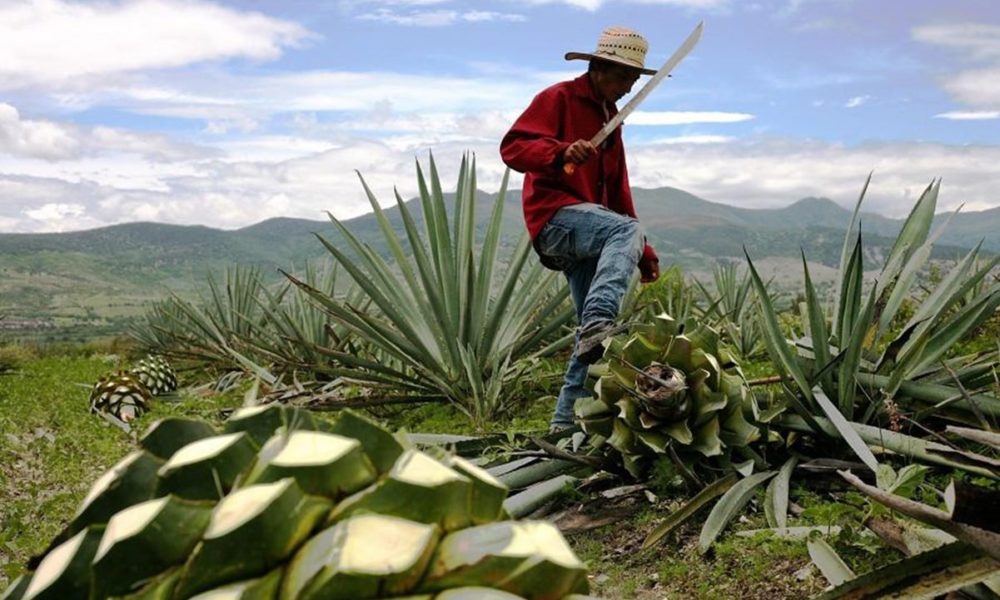 mezcal