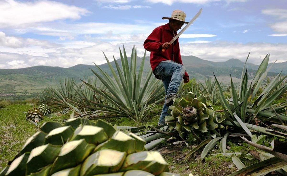 mezcal