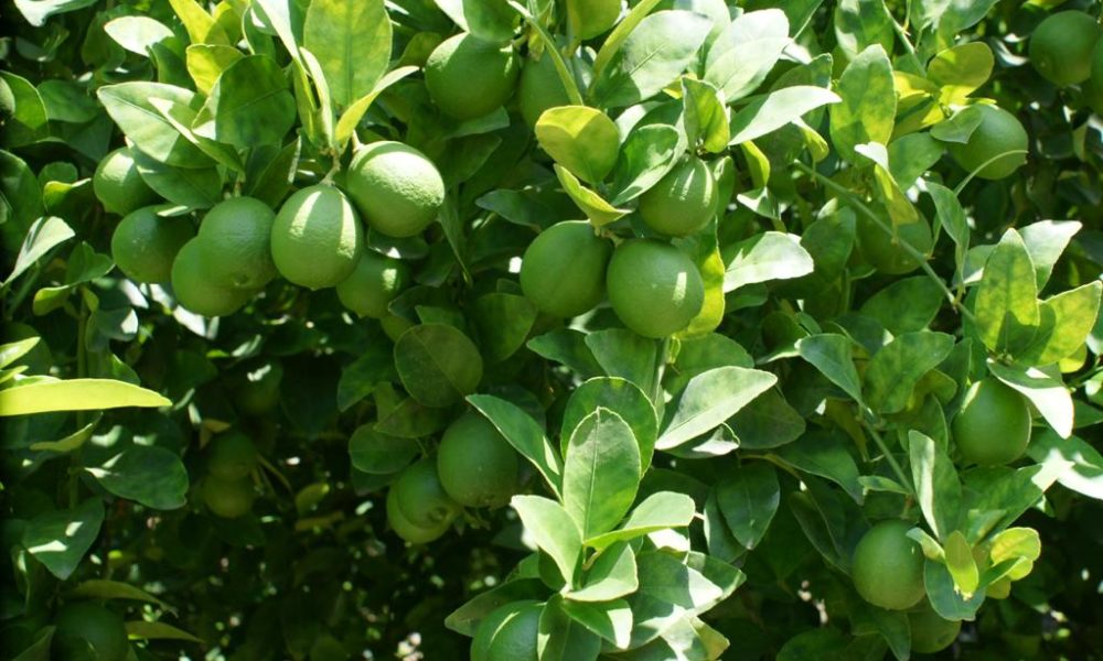 Sinaloa limones