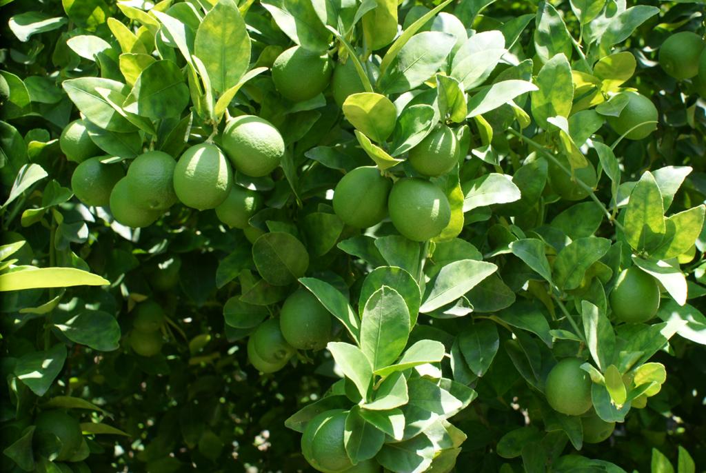 Sinaloa limones