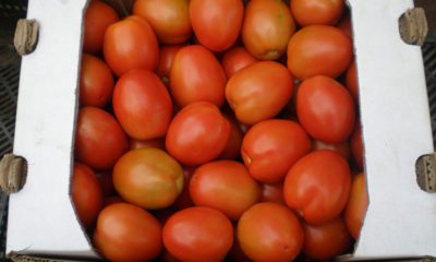 Tomate