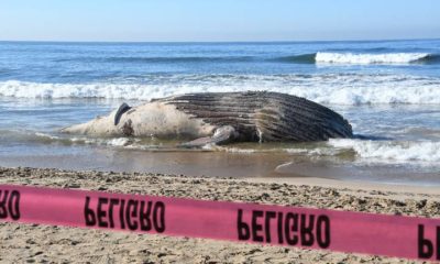 Ballena muerta