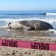 Ballena muerta