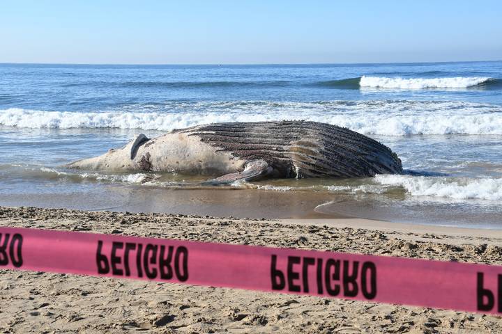 Ballena muerta