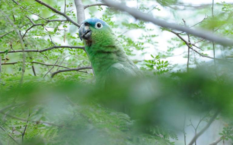 JAP y Ostok unen esfuerzos para el desarrollo comunitario y ecológico de Sinaloa