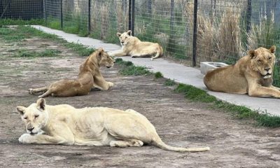 felinos-rescatados-zoo-culiacan