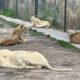 felinos-rescatados-zoo-culiacan