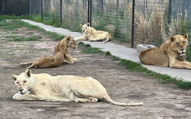 felinos-rescatados-zoo-culiacan