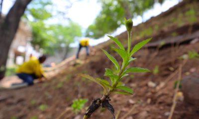 reforestacion-parque-87