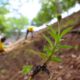 reforestacion-parque-87