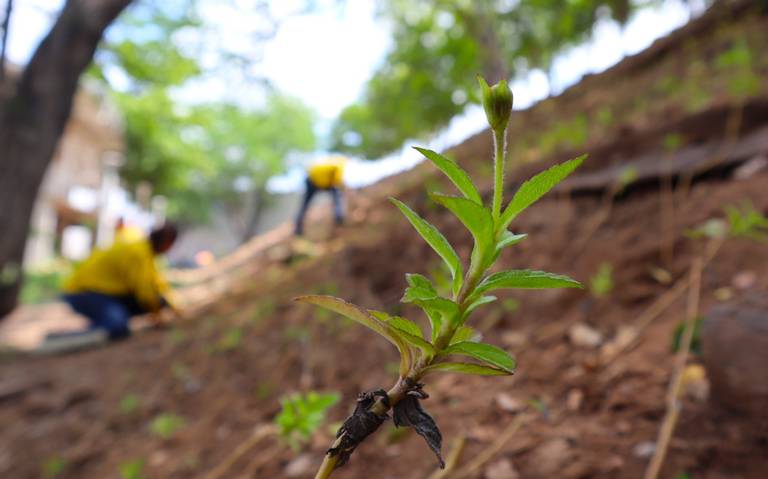 reforestacion-parque-87