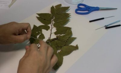 La Sociedad Botánica y Zoológica de Sinaloa trabaja para conservar las plantas amenazadas por la extinción