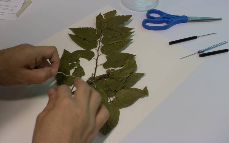 La Sociedad Botánica y Zoológica de Sinaloa trabaja para conservar las plantas amenazadas por la extinción