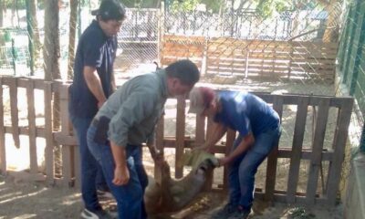 Zoológico de Culiacán recibe 55 especies para su valoración veterinaria