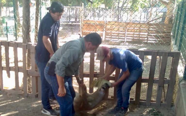 Zoológico de Culiacán recibe 55 especies para su valoración veterinaria