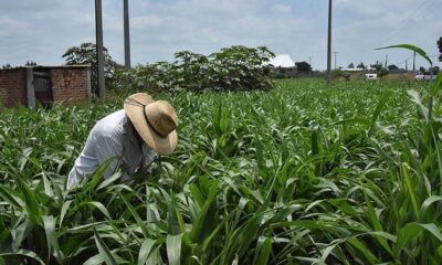 agroquimicos-serapio-vargas