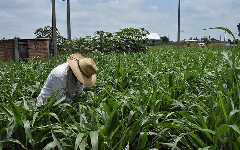 agroquimicos-serapio-vargas