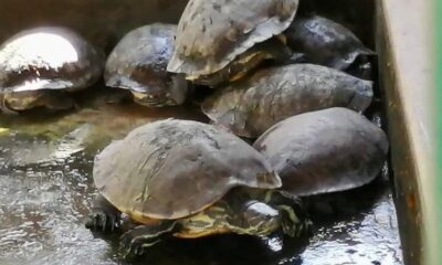 Albergará Ostok Sanctuary a casi 90 especies rescatadas de zoológico de Guasave