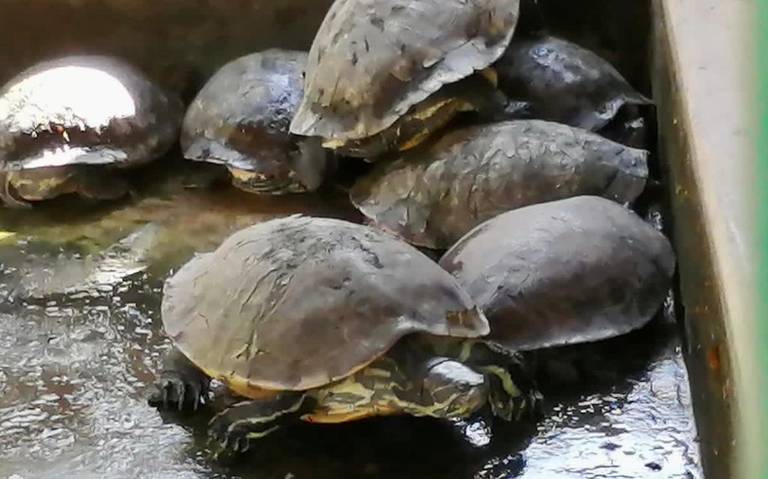 Albergará Ostok Sanctuary a casi 90 especies rescatadas de zoológico de Guasave