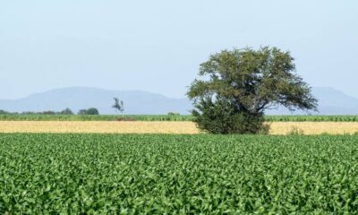 Inflación _pega_ a los agricultores en Mazatlán