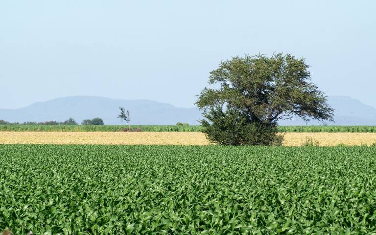 Inflación _pega_ a los agricultores en Mazatlán