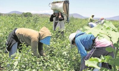 6 niños de jornaleros internados por neumonía en Guasave, Sinaloa