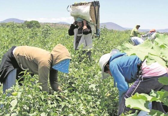 6 niños de jornaleros internados por neumonía en Guasave, Sinaloa