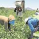 6 niños de jornaleros internados por neumonía en Guasave, Sinaloa